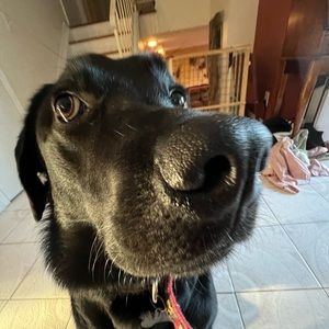 Meet your Posher, Brody